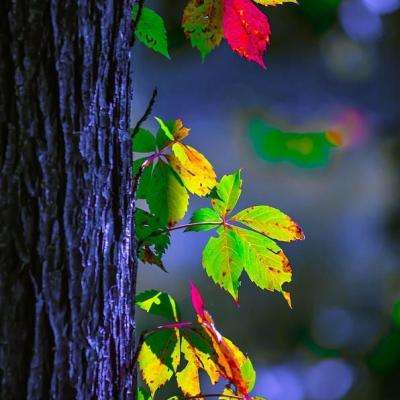 澳门银银河官方网welcome